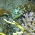 Oxymonacanthus halli (Rotmeerharlekinfeilenfisch)